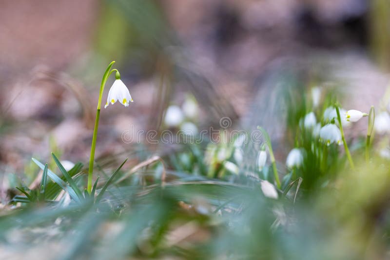 Leucojum vernum - White flowers of spring flowers, growing in spring floodplain forest. Leucojum vernum - White flowers of spring flowers, growing in spring floodplain forest.