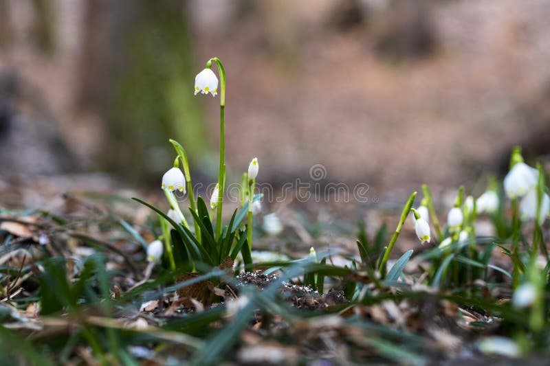 Leucojum vernum - White flowers of spring flowers, growing in spring floodplain forest. Leucojum vernum - White flowers of spring flowers, growing in spring floodplain forest.