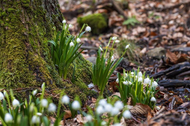 Leucojum vernum - White flowers of spring flowers, growing in spring floodplain forest. Leucojum vernum - White flowers of spring flowers, growing in spring floodplain forest.