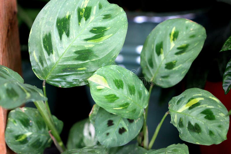 Plantas Da Casa Da Maranta Tropical Cristata Bicolor Foto de Stock - Imagem  de escuro, verde: 249793570