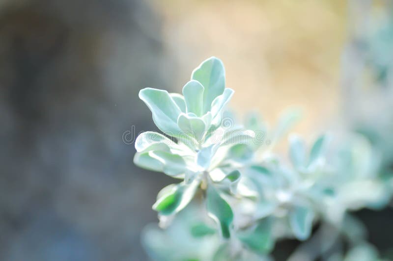 Leucophyllum frutescens ,. SCROPHULARIACEAE or Ash bush or Purple sage or Sensia or Silverleaf or Texas ranger or White sage or white plant