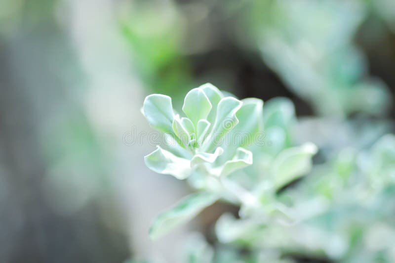 Leucophyllum frutescens ,. SCROPHULARIACEAE or Ash bush or Purple sage or Sensia or Silverleaf or Texas ranger or White sage or white plant