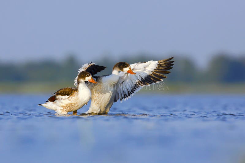 Leucopterus di Chlidonias fotografia stock Leucopterus di Chlidonias fotografia stock