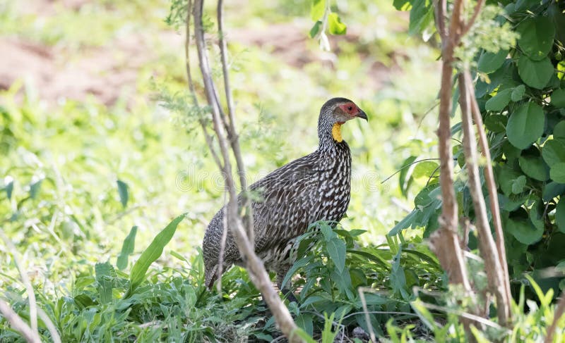 leucoscepus Amarelo-necked de Francolin Pternistis na escova densa imagem de stock leucoscepus Amarelo-necked de Francolin Pternistis na escova densa imagem de stock