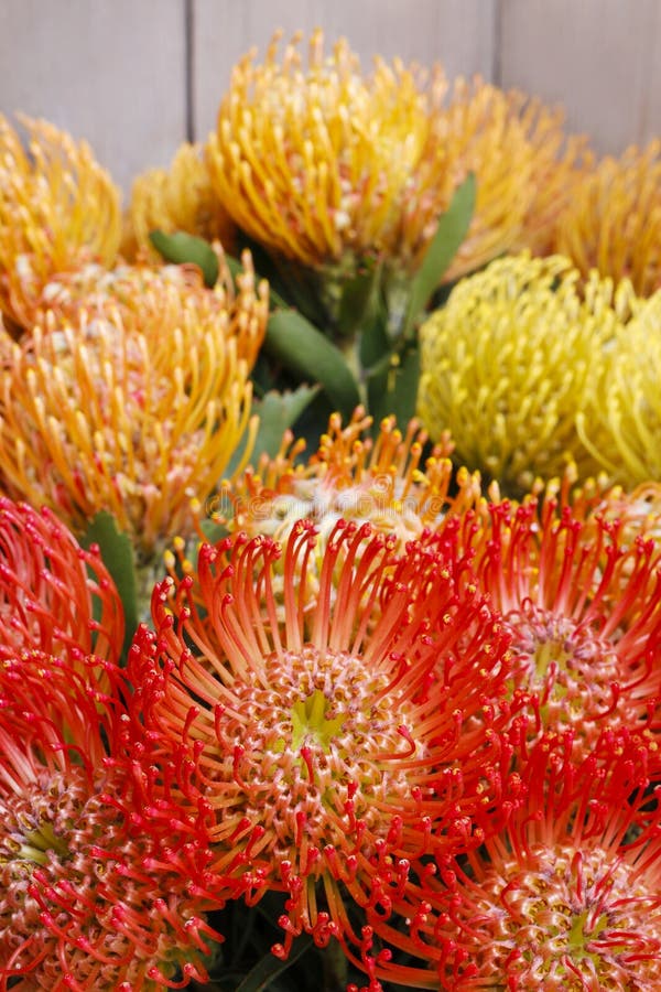 Leucospermum cordifolium Blume (Nadelkissen Protea) Stockfoto Bild