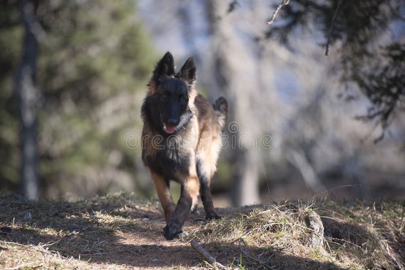 Leuk Belgisch Herderspuppy royalty-vrije stock afbeelding Leuk Belgisch Herderspuppy royalty-vrije stock afbeelding