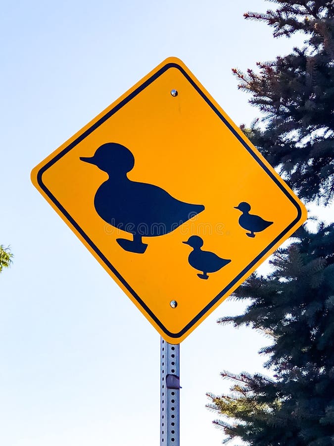 Leuk Duck Crossing In Modesto royalty-vrije stock afbeelding Leuk Duck Crossing In Modesto royalty-vrije stock afbeelding
