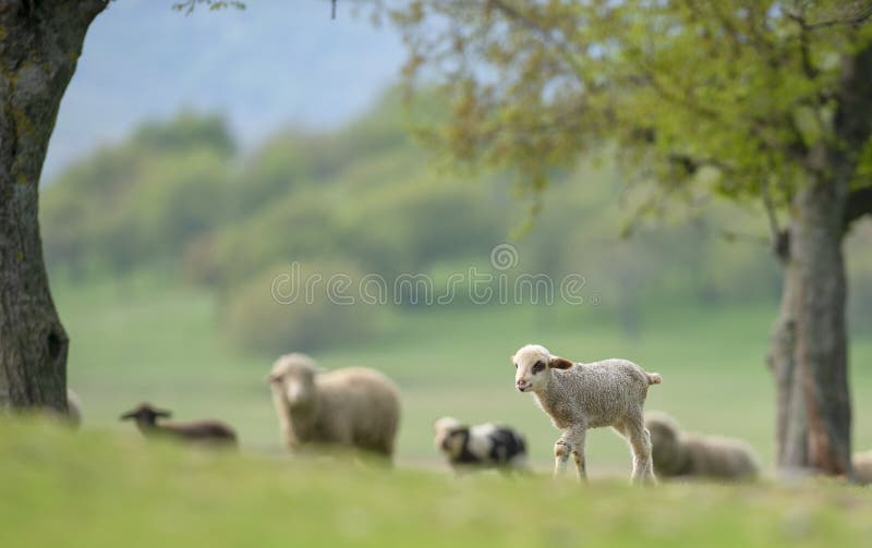 Leuk en weinig lam op weide royalty-vrije stock afbeelding Leuk en weinig lam op weide royalty-vrije stock afbeelding