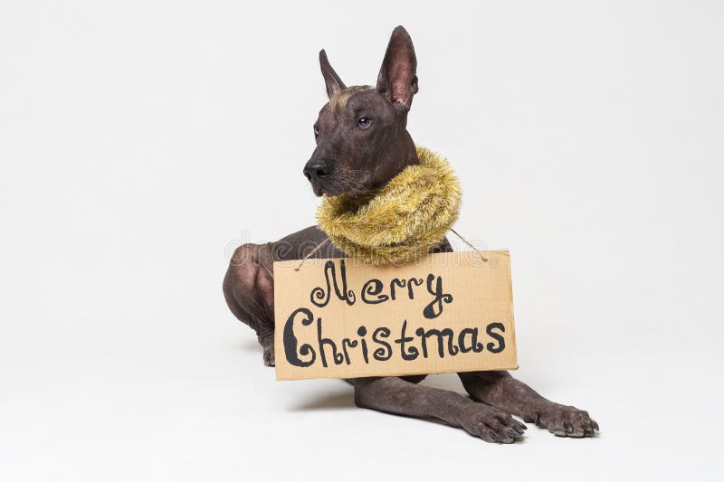 Leuk hondras, Mexicaanse Kale hond met Iroquois, in de slinger van het Nieuwjaar van het Kerstmisklatergoud met een kartonteken v stock afbeeldingen Leuk hondras, Mexicaanse Kale hond met Iroquois, in de slinger van het Nieuwjaar van het Kerstmisklatergoud met een kartonteken v stock afbeeldingen