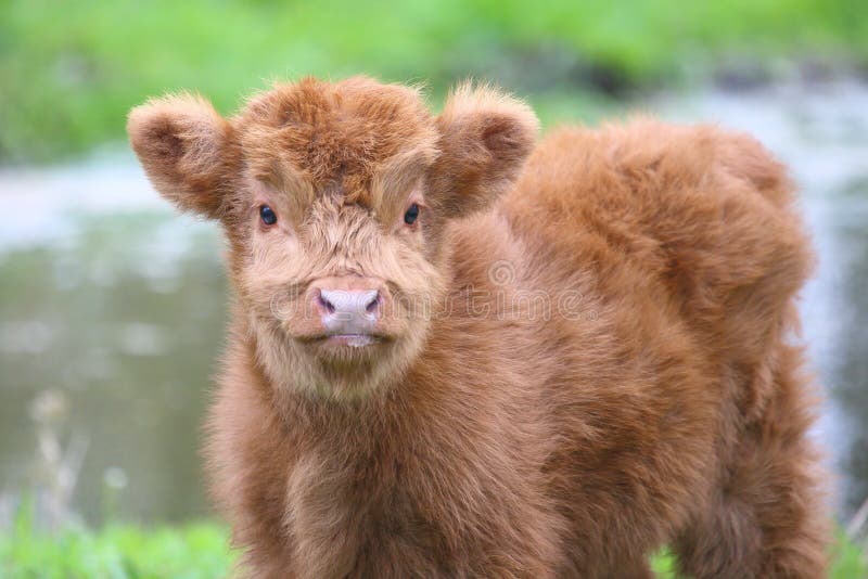 Schattig Hooglands kalf stock foto