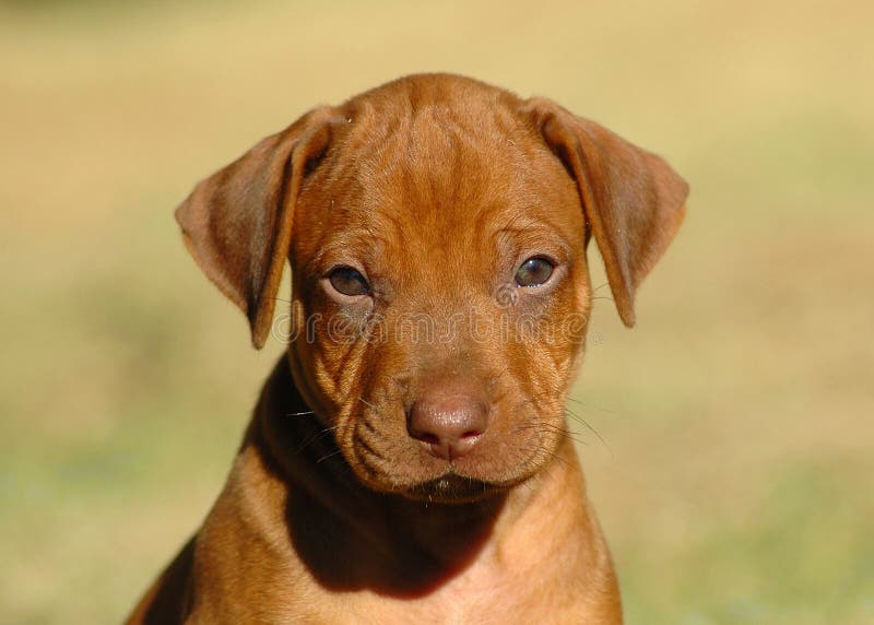 Head portrait of a liver nosed young Rhodesian Ridgeback dog puppy watching the photographer in sunshine utdoors. This baby is very cute. Head portrait of a liver nosed young Rhodesian Ridgeback dog puppy watching the photographer in sunshine utdoors. This baby is very cute.