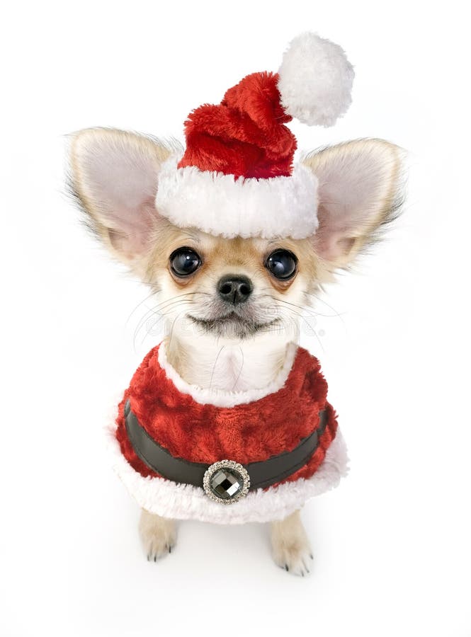 Chihuahua puppy with Santa costume isolated on white in studio. Chihuahua puppy with Santa costume isolated on white in studio