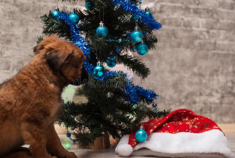 Leuk puppy die op de achtergrond van verfraaide Kerstboom liggen royalty-vrije stock foto Leuk puppy die op de achtergrond van verfraaide Kerstboom liggen royalty-vrije stock foto