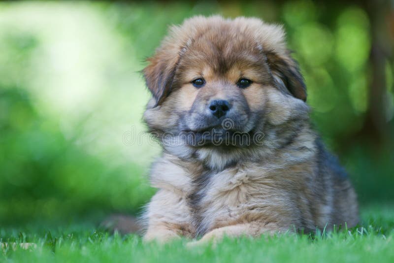 Leuk puppy Elo stock foto Leuk puppy Elo stock foto