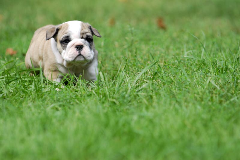 Leuk puppy in het gras stock foto Leuk puppy in het gras stock foto