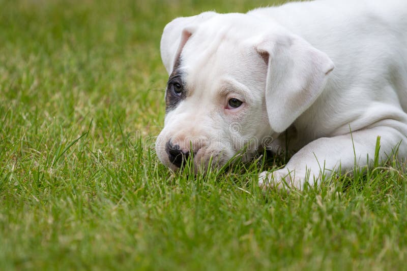 Leuk puppy in het gras stock afbeeldingen Leuk puppy in het gras stock afbeeldingen