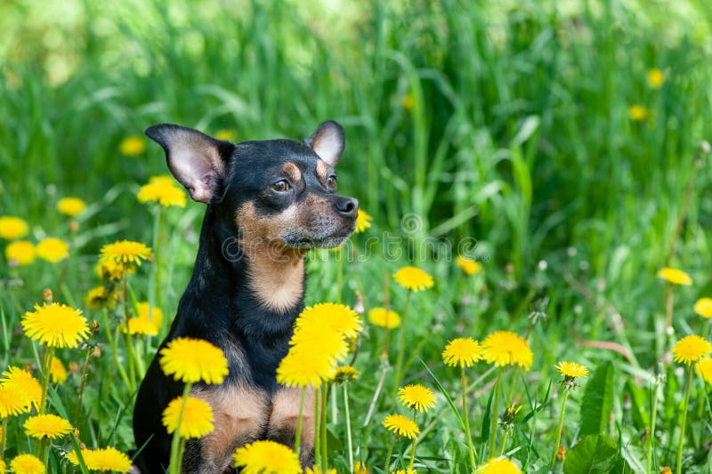 Leuk puppy, hond in de lente gele kleuren op een gebloeide weide, portret van een hond royalty-vrije stock afbeelding Leuk puppy, hond in de lente gele kleuren op een gebloeide weide, portret van een hond royalty-vrije stock afbeelding