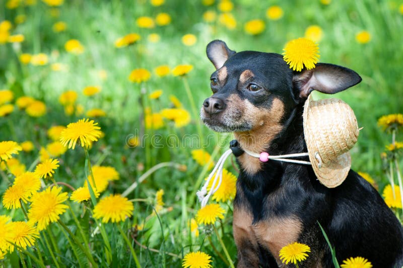 Leuk puppy, hond in de lente gele kleuren op een gebloeide weide, portret van een hond stock foto Leuk puppy, hond in de lente gele kleuren op een gebloeide weide, portret van een hond stock foto
