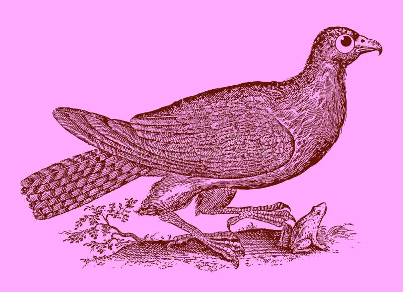 Leuk roofdier: buizerd of havik die een kikker of een pad vangen vector illustratie Leuk roofdier: buizerd of havik die een kikker of een pad vangen vector illustratie