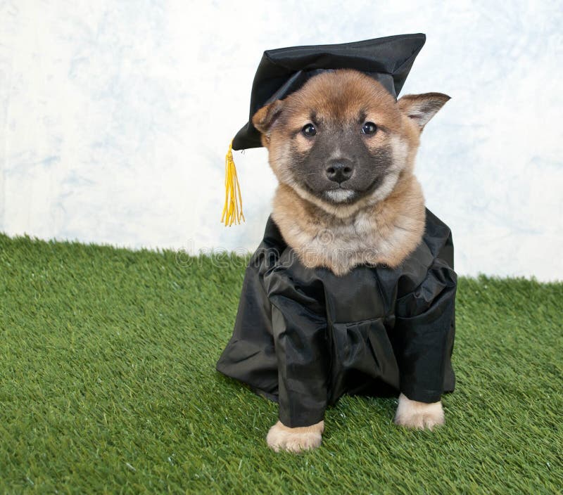 Cute Shiba inu puppy wearing a graduating cap and gown. Cute Shiba inu puppy wearing a graduating cap and gown.