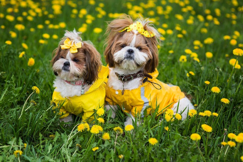 Leuk weinig hondzitting onder gele bloemen in gele overall met bogen in groen gras in het park royalty-vrije stock afbeelding Leuk weinig hondzitting onder gele bloemen in gele overall met bogen in groen gras in het park royalty-vrije stock afbeelding