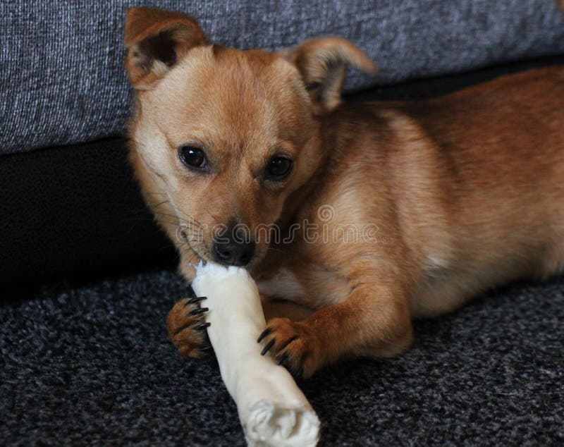 Leuk weinig kruisings jackaranian hond met traktatie stock foto Leuk weinig kruisings jackaranian hond met traktatie stock foto