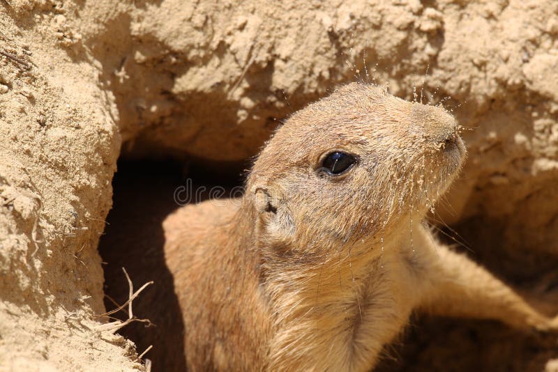 Leuk weinig prairiehond stock fotografie Leuk weinig prairiehond stock fotografie