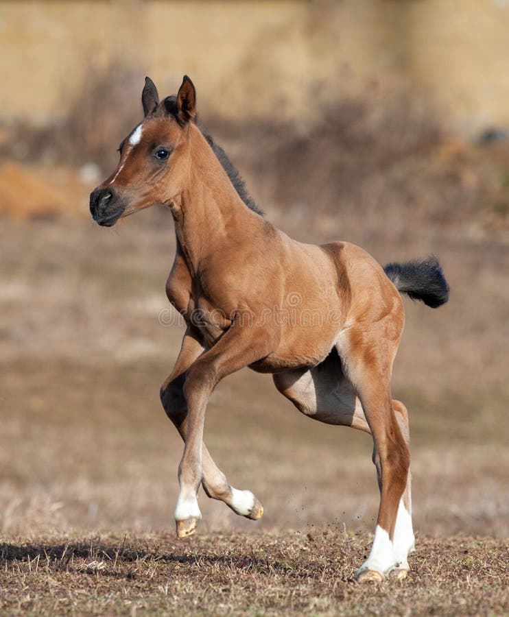 Cute little foal running in early spring. Cute little foal running in early spring