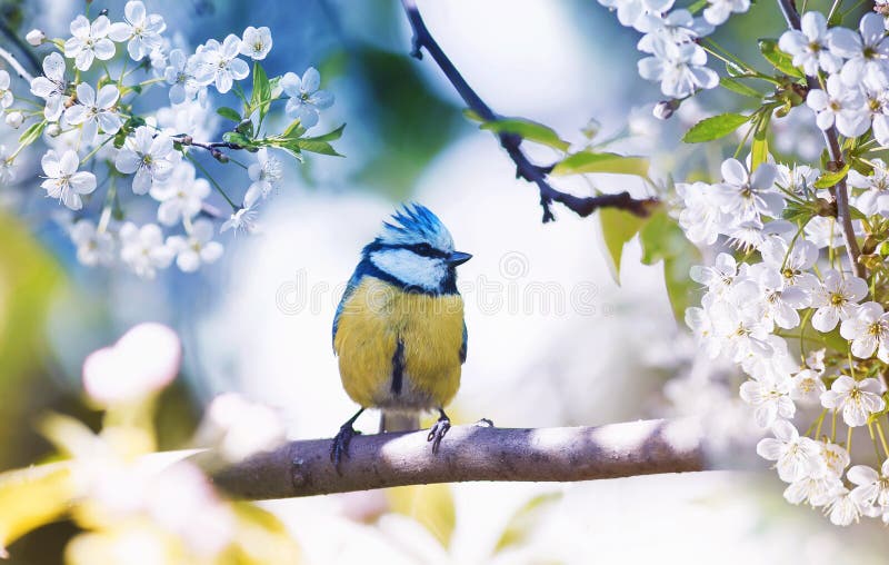 Leuk weinig zitting van de vogelmees op een tak van kersen met delica stock foto Leuk weinig zitting van de vogelmees op een tak van kersen met delica stock foto