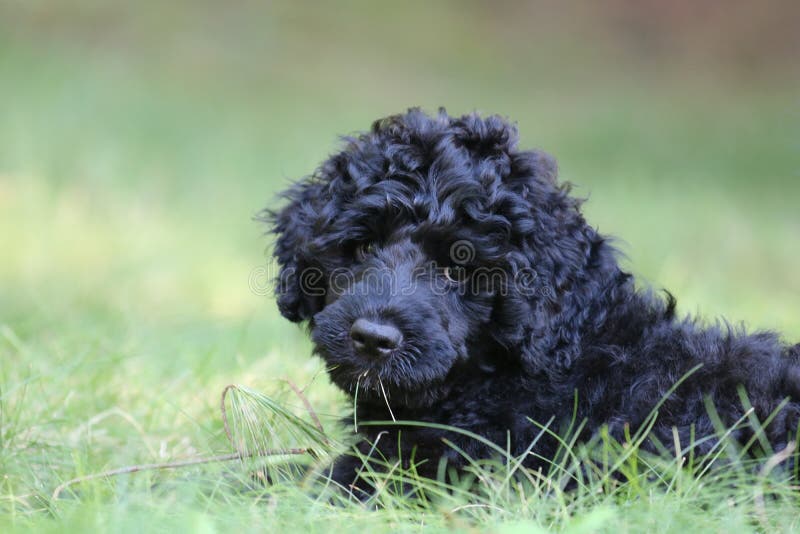 Leuk weinig zwart puppy stock foto's Leuk weinig zwart puppy stock foto's