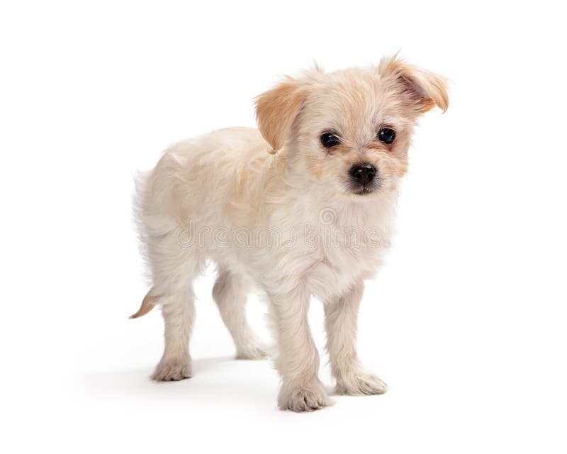 Leuk wit gemengd klein rassenpuppy stock foto Leuk wit gemengd klein rassenpuppy stock foto