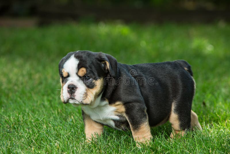 Leuk zwart en bruin gerimpeld buldogpuppy in het en gras die, die zich net bevinden onder ogen zien stock foto's Leuk zwart en bruin gerimpeld buldogpuppy in het en gras die, die zich net bevinden onder ogen zien stock foto's
