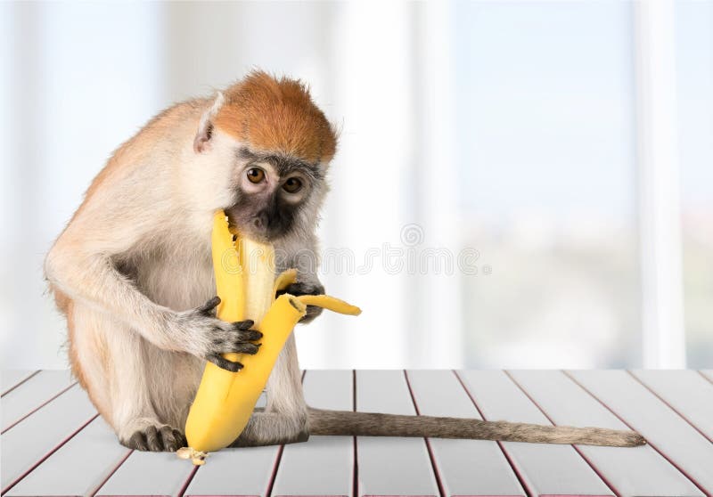 Leuke Aap die banaandier op vaag eten stock foto Leuke Aap die banaandier op vaag eten stock foto