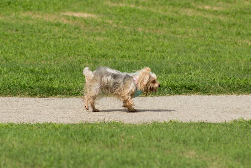 Adorable tricolored gray, white, and gold toy terrier mix with her long silky hair pulled back out of her face, wearing pink and blue accessories, tired and winding down after an active play date at the dog park, transforming her pampered pup look into the wet shaggy dog look. 4311px X 2887px 300dpi. Adorable tricolored gray, white, and gold toy terrier mix with her long silky hair pulled back out of her face, wearing pink and blue accessories, tired and winding down after an active play date at the dog park, transforming her pampered pup look into the wet shaggy dog look. 4311px X 2887px 300dpi