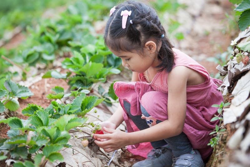 Cute asian little child girl picking fresh strawberries on organic strawberry farm. Cute asian little child girl picking fresh strawberries on organic strawberry farm