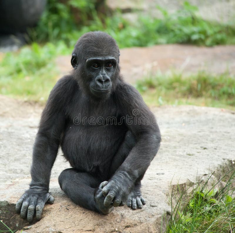 Close-up of a cute baby gorilla. Close-up of a cute baby gorilla