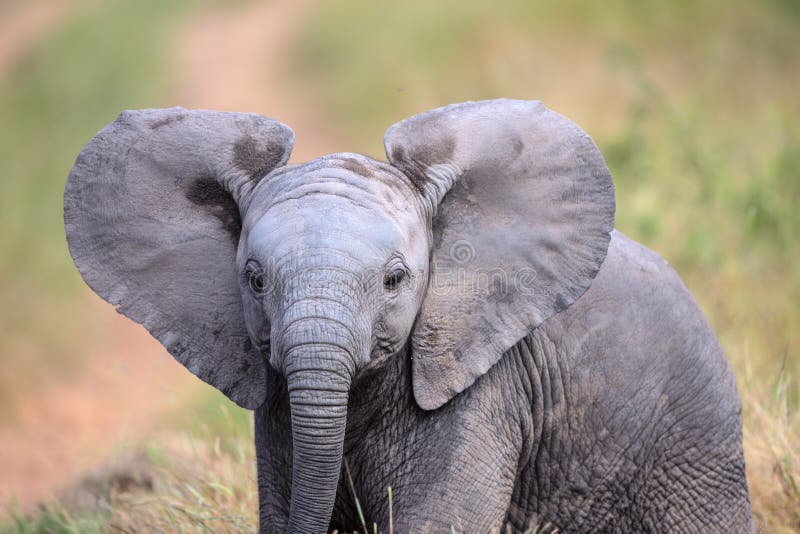 Leuke Babyolifant die door een gebied in het Nationale Park van Kruger lopen royalty-vrije stock afbeelding Leuke Babyolifant die door een gebied in het Nationale Park van Kruger lopen royalty-vrije stock afbeelding