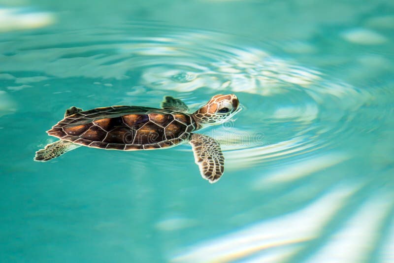 Cute endangered baby turtle swimming in turquoise water. Cute endangered baby turtle swimming in turquoise water