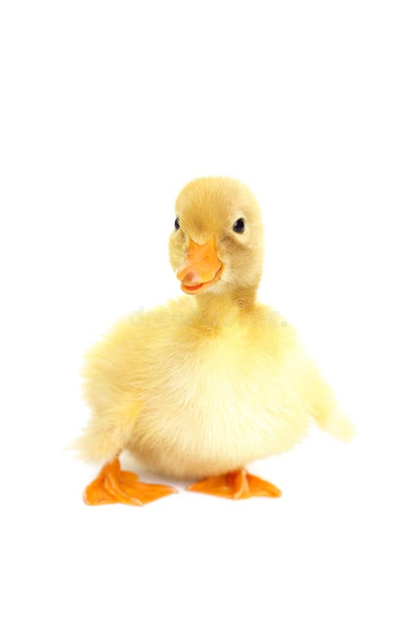 Leuke dierlijke babyeend stock afbeeldingen Leuke dierlijke babyeend stock afbeeldingen