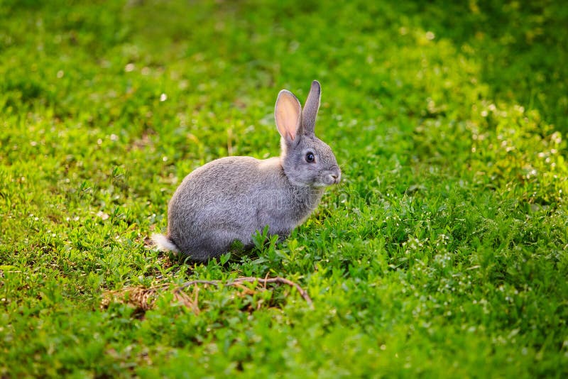 Leuke grijze Konijntjeszitting in het gras royalty-vrije stock afbeelding Leuke grijze Konijntjeszitting in het gras royalty-vrije stock afbeelding