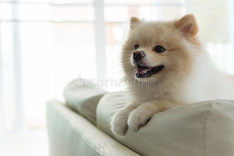 Leuke het huisdieren gelukkige glimlach van de Pomeranianhond in huis stock afbeelding Leuke het huisdieren gelukkige glimlach van de Pomeranianhond in huis stock afbeelding