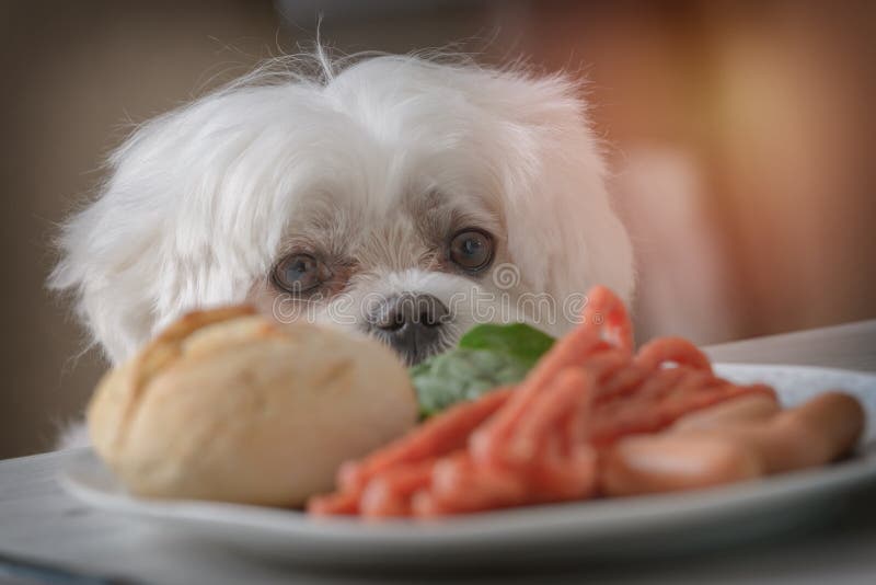Leuke hond die om voedsel vragen stock afbeelding Leuke hond die om voedsel vragen stock afbeelding