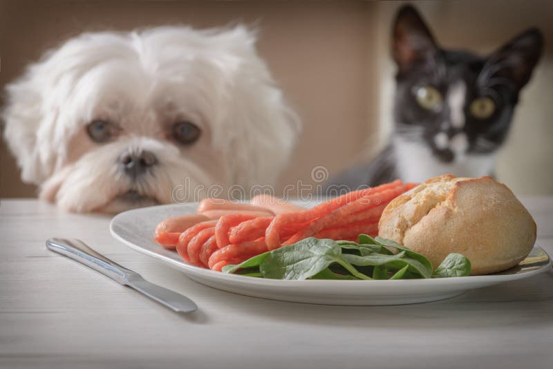 Leuke hond en kat die om voedsel vragen royalty-vrije stock afbeeldingen Leuke hond en kat die om voedsel vragen royalty-vrije stock afbeeldingen