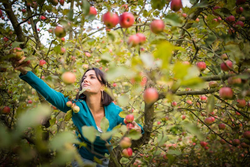 Leuke jonge vrouw het plukken appelen in een boomgaard royalty-vrije stock afbeelding Leuke jonge vrouw het plukken appelen in een boomgaard royalty-vrije stock afbeelding