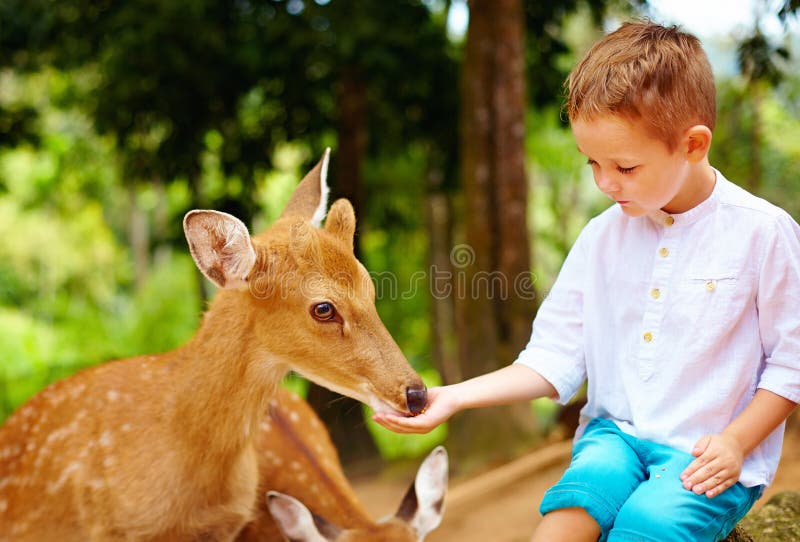 Leuke jongen die jonge deers van handen voeden royalty-vrije stock afbeelding Leuke jongen die jonge deers van handen voeden royalty-vrije stock afbeelding