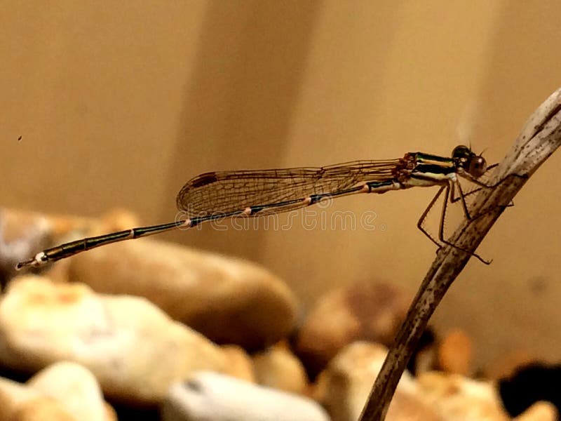 Dragon fly damsel fly in focus nice shot close shot cuteness lovethedragonfly. Dragon fly damsel fly in focus nice shot close shot cuteness lovethedragonfly