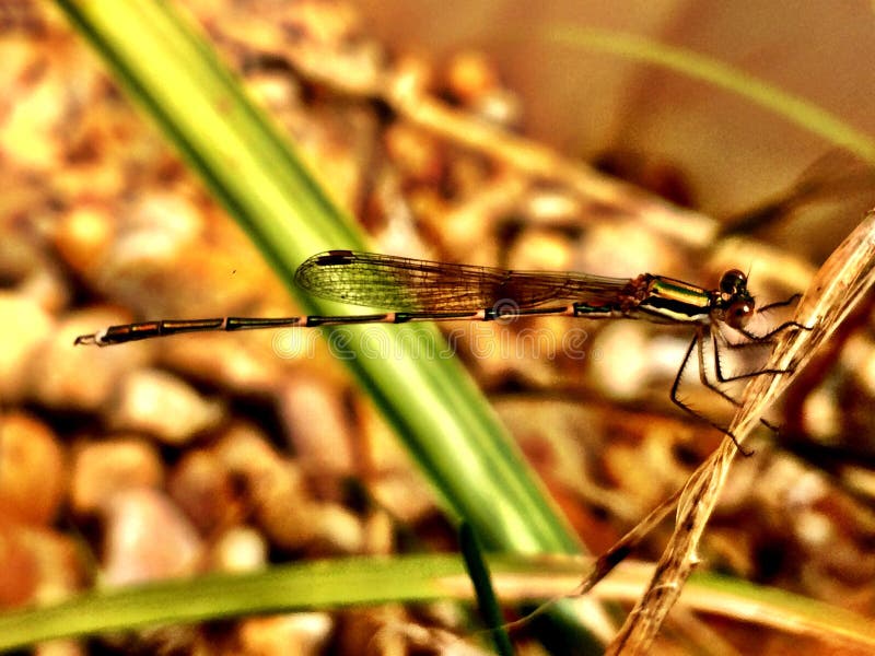 Dragon fly damsel fly in focus nice shot close shot cuteness lovethedragonfly. Dragon fly damsel fly in focus nice shot close shot cuteness lovethedragonfly