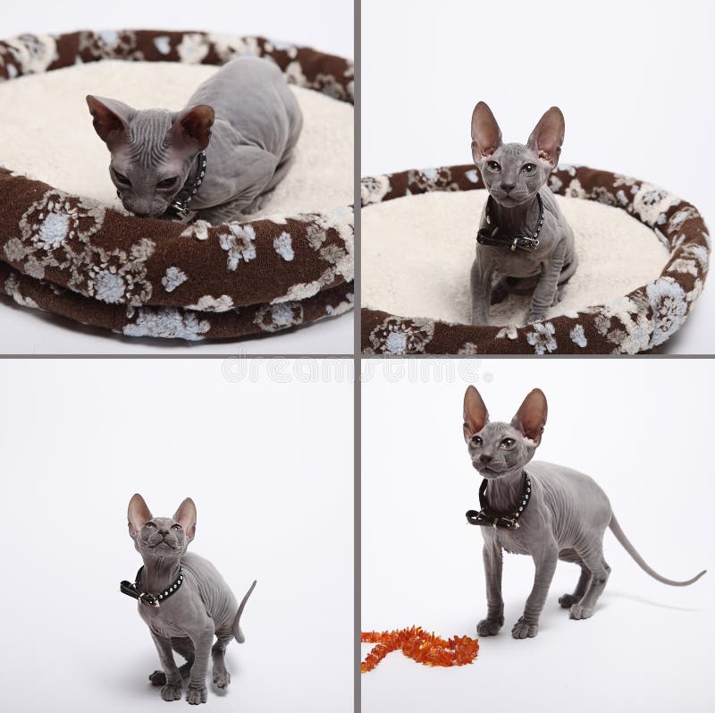 Leuke kale die sfinxkat op wit wordt geïsoleerd royalty-vrije stock foto's Leuke kale die sfinxkat op wit wordt geïsoleerd royalty-vrije stock foto's
