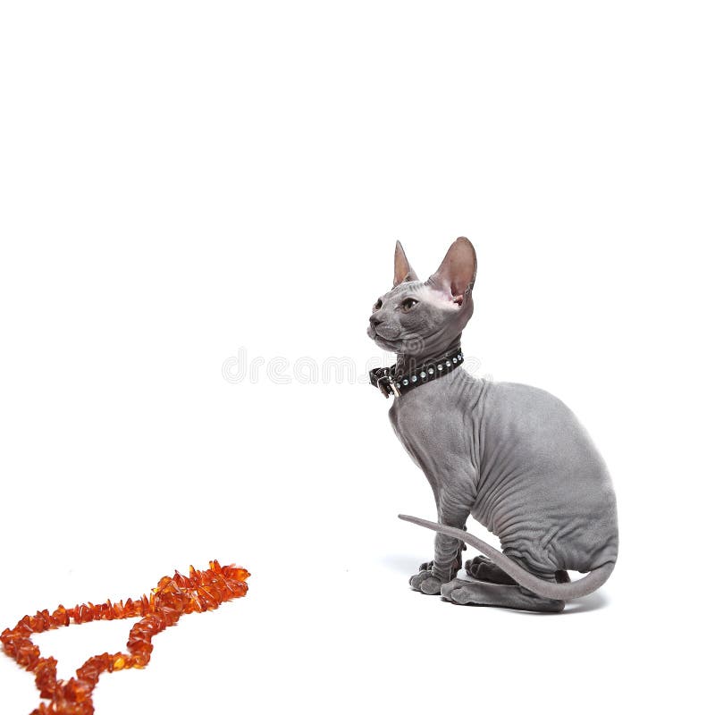 Leuke kale die sfinxkat op wit wordt geïsoleerd royalty-vrije stock afbeeldingen Leuke kale die sfinxkat op wit wordt geïsoleerd royalty-vrije stock afbeeldingen