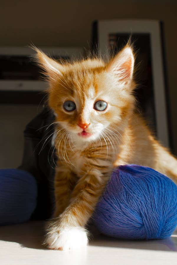 Leuke katje en bal van draad Portret van een leuk rood katje Grappig katje en het breien stock foto Leuke katje en bal van draad Portret van een leuk rood katje Grappig katje en het breien stock foto